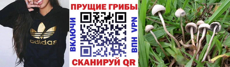 blacksprut как войти  Нальчик  Галлюциногенные грибы Cubensis 